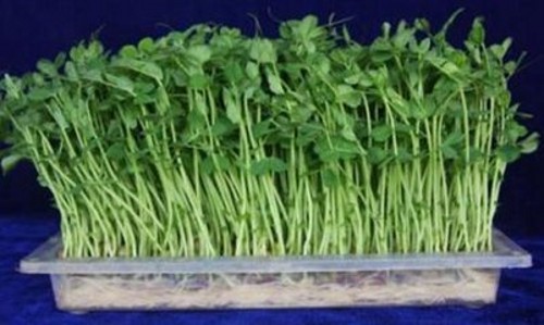 芽苗菜生产前景怎么样,芽苗菜工厂化种植前景