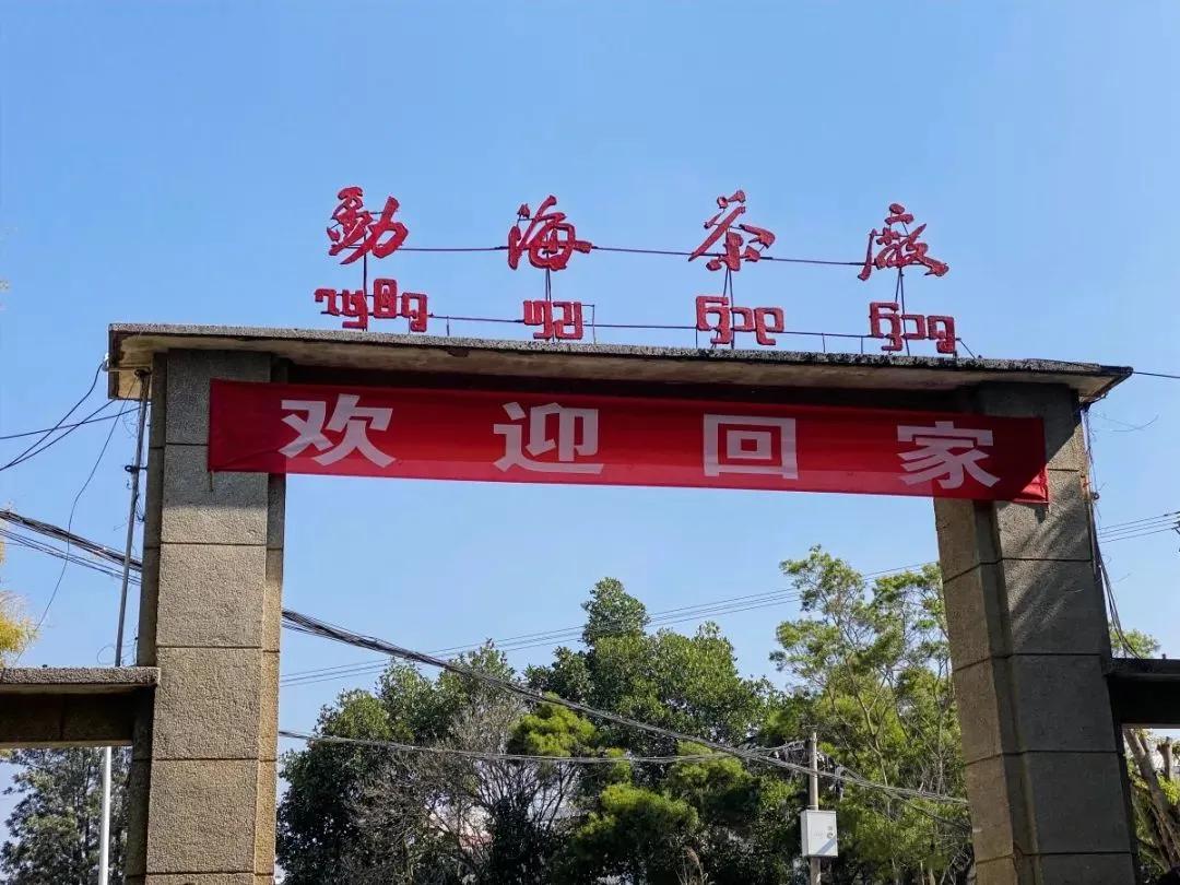 你也喜欢普洱茶吗,和你喝普洱茶的人