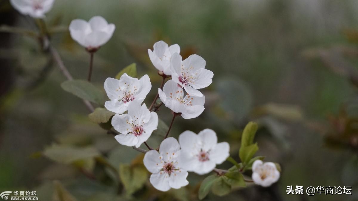 疫情下的城市生活纪录片,西安疫情每天新增记录图