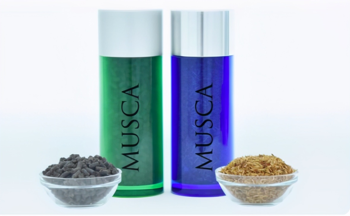 为什么不研究一种药物让苍蝇灭绝,苍蝇消失会对地球有什么后果