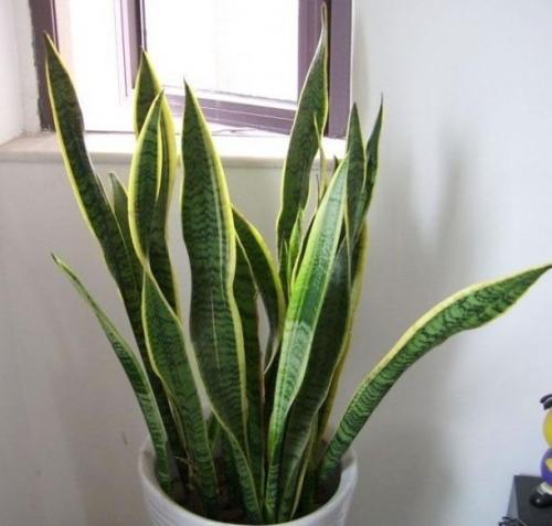 虎皮兰银脉能吸甲醛吗,金边虎皮兰吸收甲醛吗