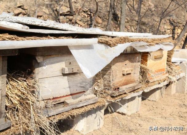 农村赚钱的养殖行业,养猪致富的养殖项目