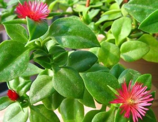 口红花的养殖方法和注意事项,口红花怎么养步骤教程