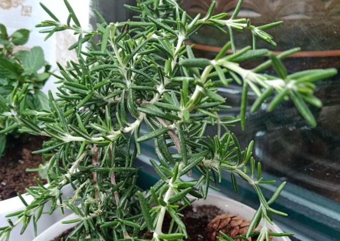 迷迭香养护要点是什么,怎样养迷迭香才能使它活下去