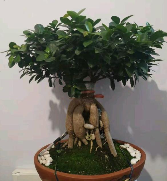 人参榕树烂根怎么办视频讲解,人参榕烂根用什么药最好