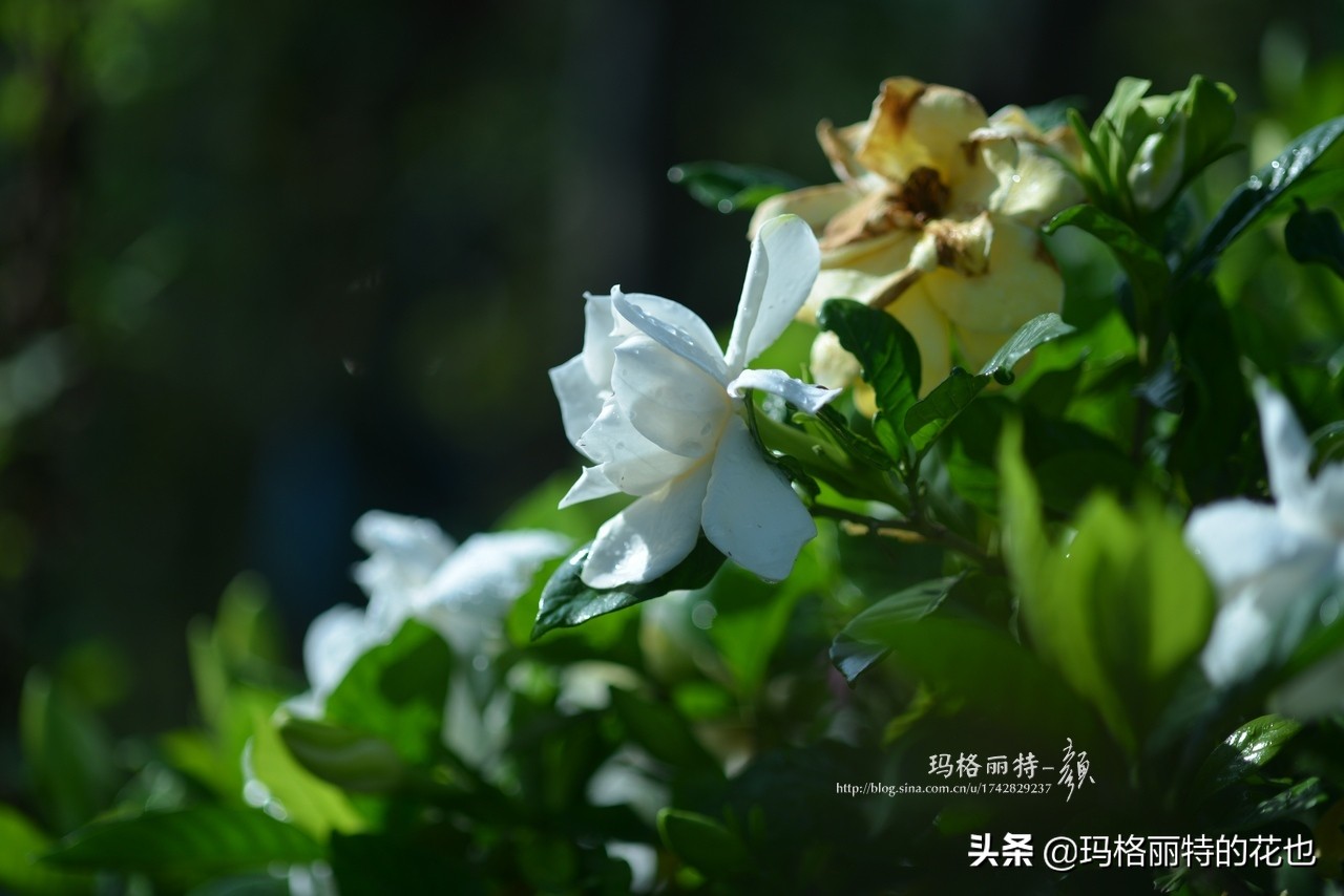 花园里四季常青的树,花园里四季都绿的植物