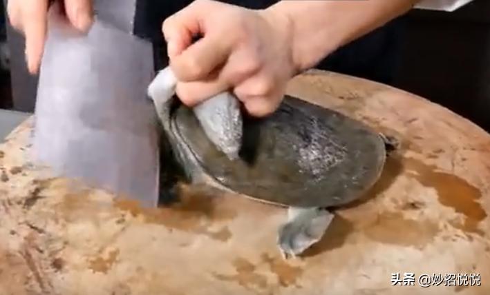 想吃甲鱼不伸头出来怎么办,怎么吃甲鱼常用知识