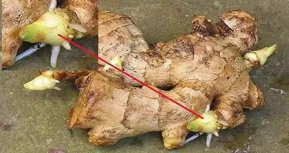 盆栽的生姜为什么生长慢,生姜发芽的土里可以种花吗