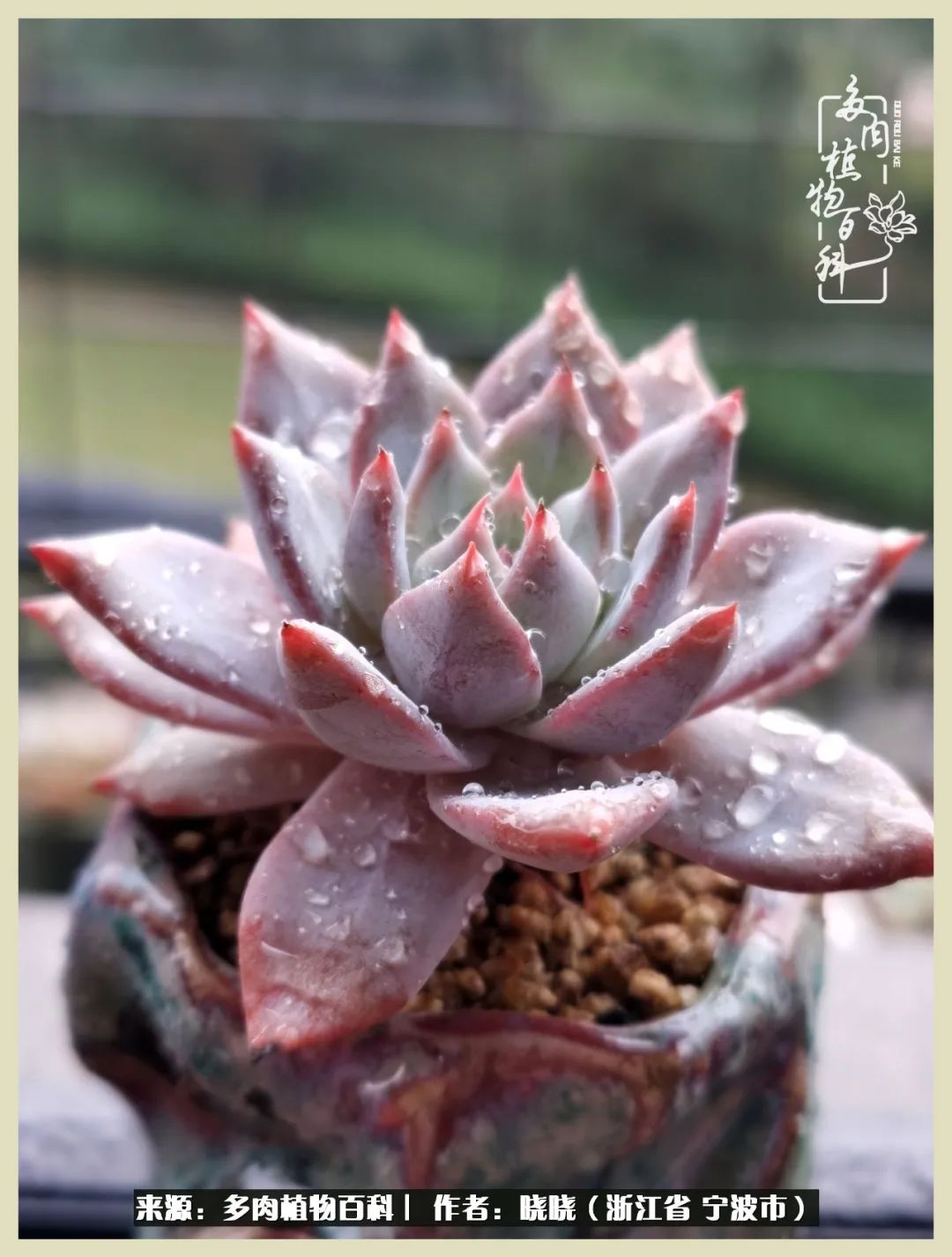 对多肉的热爱深入骨髓,当激情退却希望你依然保持热爱