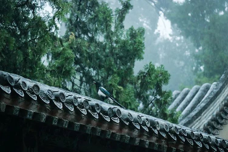 何不归去做个闲人,闲来无事做个闲人