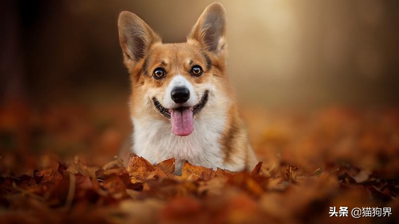 狗狗这几种行为把你当亲妈,狗狗这几种表现代表讨厌你