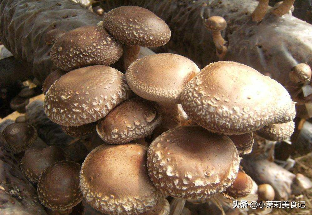 香菇怎样挑选才是最好的,香菇挑选平头的还是花头的好