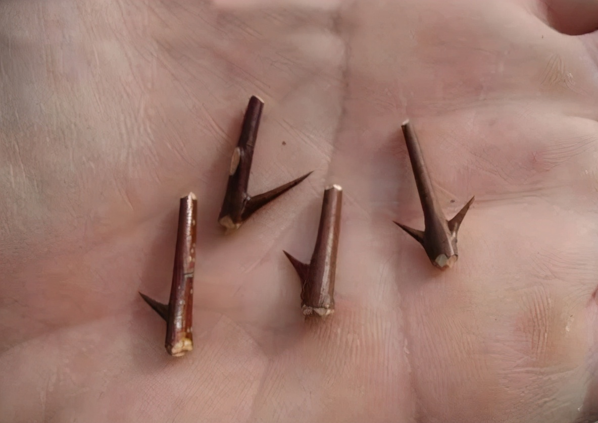 野外救急食物,野外救命技巧和方法