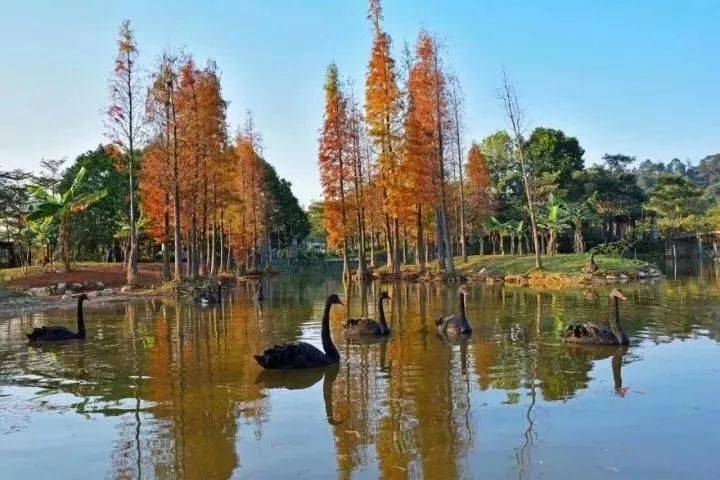 清远森波拉温泉晚餐,清远森波拉温泉度假村酒店报价