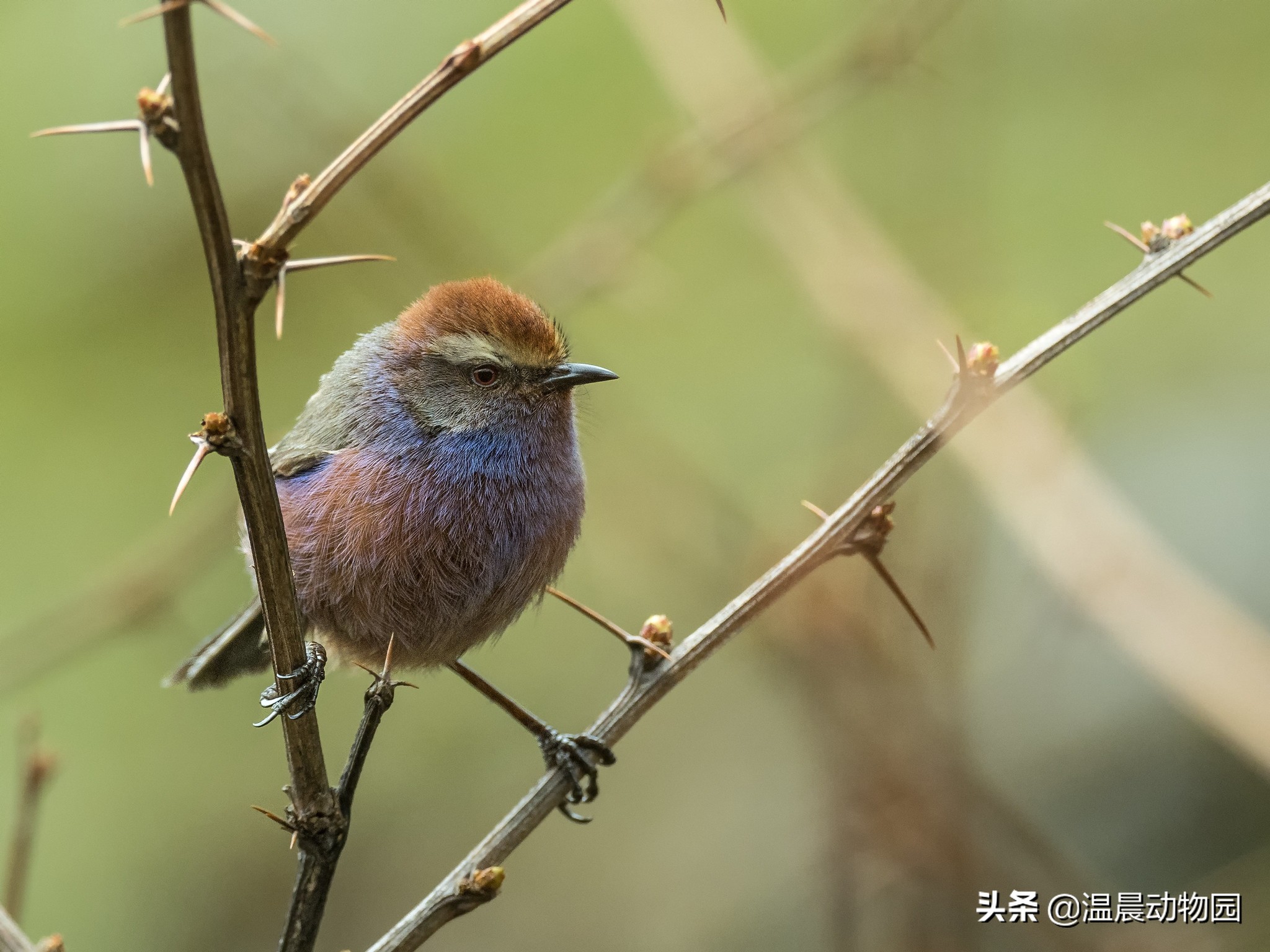 辟谣:鸟界的“肥宅”都是雀形目的?不一定,猛禽中也有胖萌肥啾