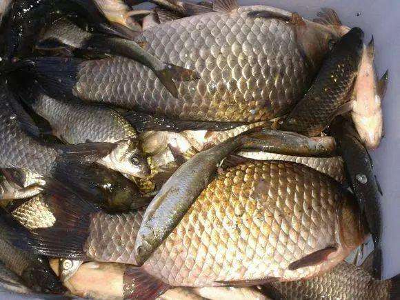 一年四季野战蓝鲫单开,蓝鲫一年四季都可以用吗