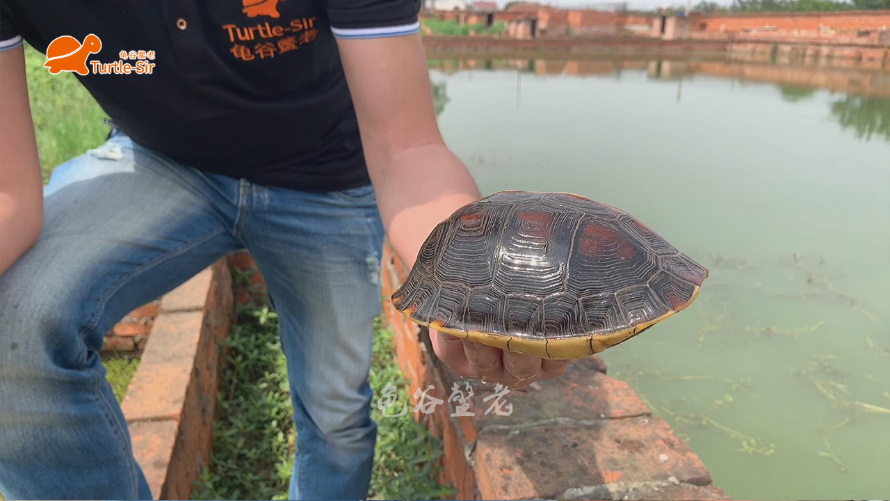 黄缘龟底板有异色可以养吗,黄缘龟背甲颜色淡