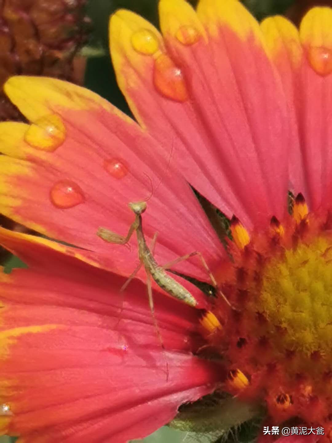 听大瓮聊聊生态种植里的那些事儿之昆虫篇（二）