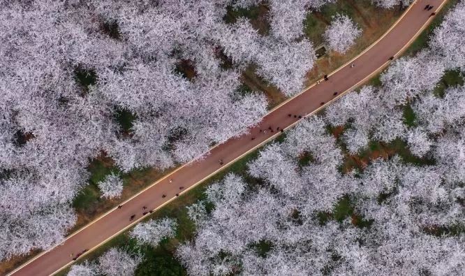 世界最大的樱花园,世界最大的樱花园在贵州吗