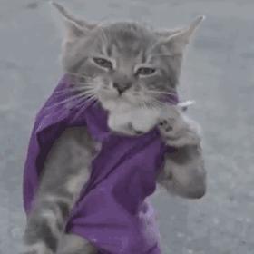 关于弓形虫你所不知道的一切,被弓形虫刷屏的视频