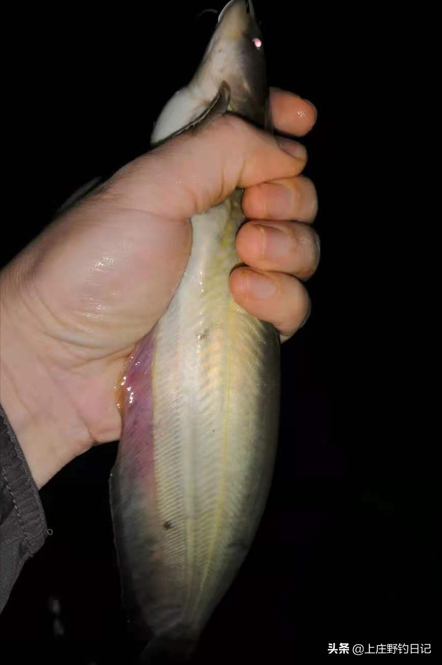 舅舅和我钓鱼的日记90字,钓鱼日记30000字