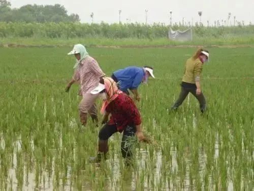 中国用了占世界多少的耕地,我国用占世界百分之几的耕地