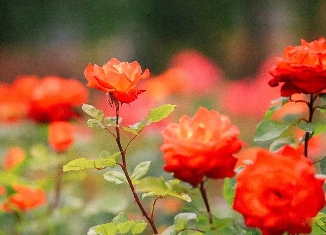 茂县古羌城传承美玉,茂县古羌城建筑介绍