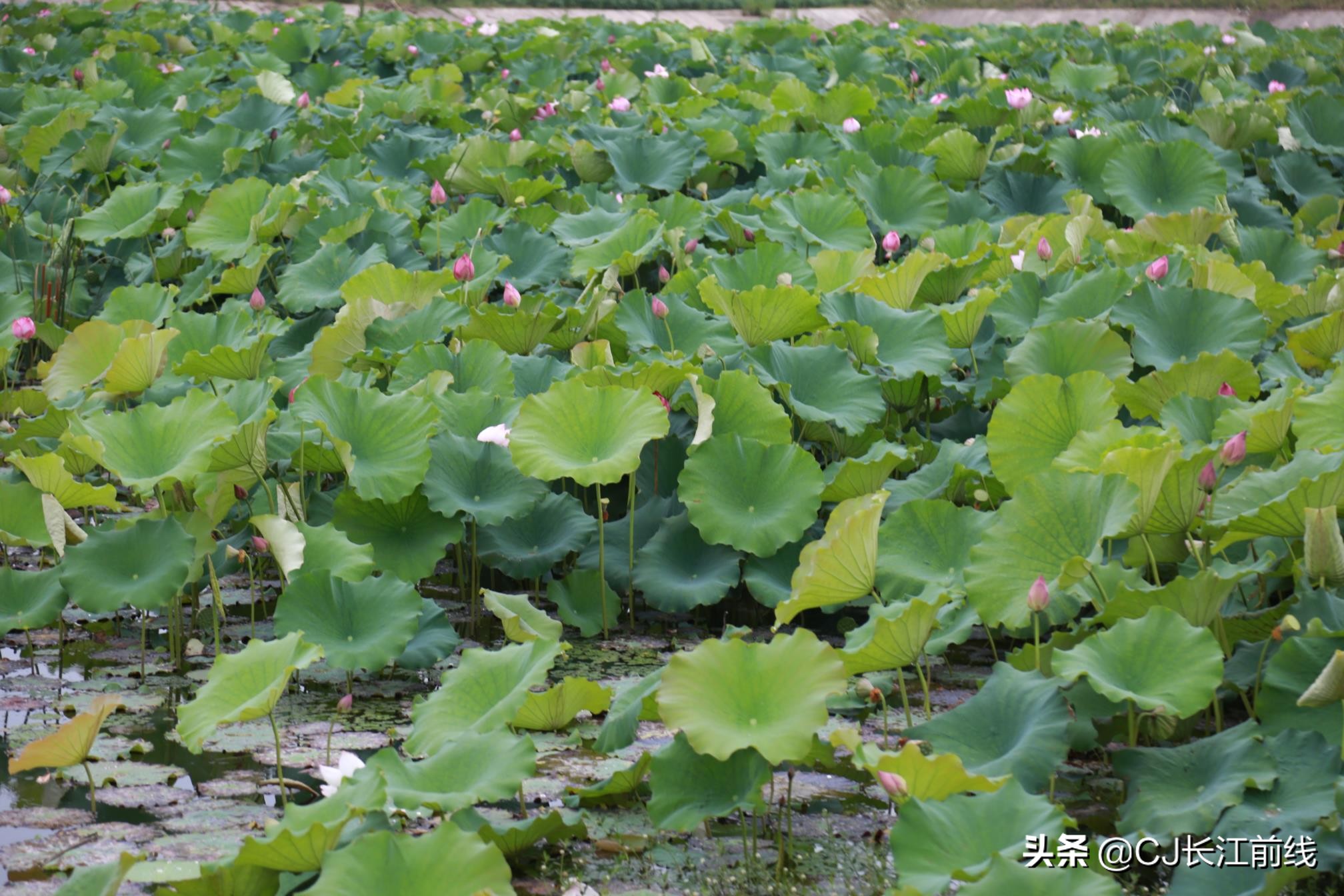 淮滨谷堆杨湾最新消息,淮滨谷堆杨湾风景