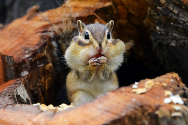 松鼠品种大全图解宠物松鼠,松鼠有哪些品种宠物松鼠品种图鉴