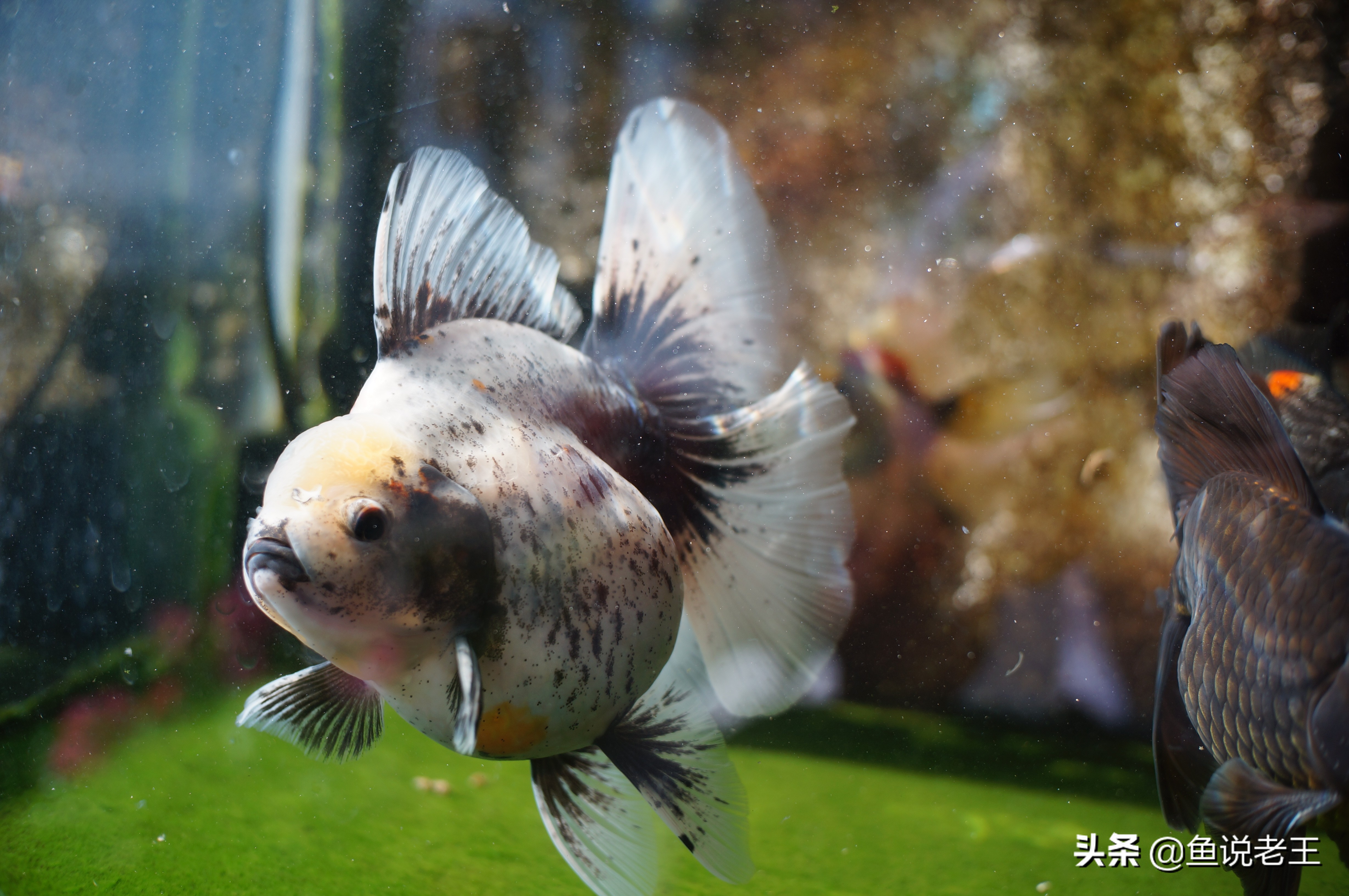 水霉如何预防,一招解决冬季水霉