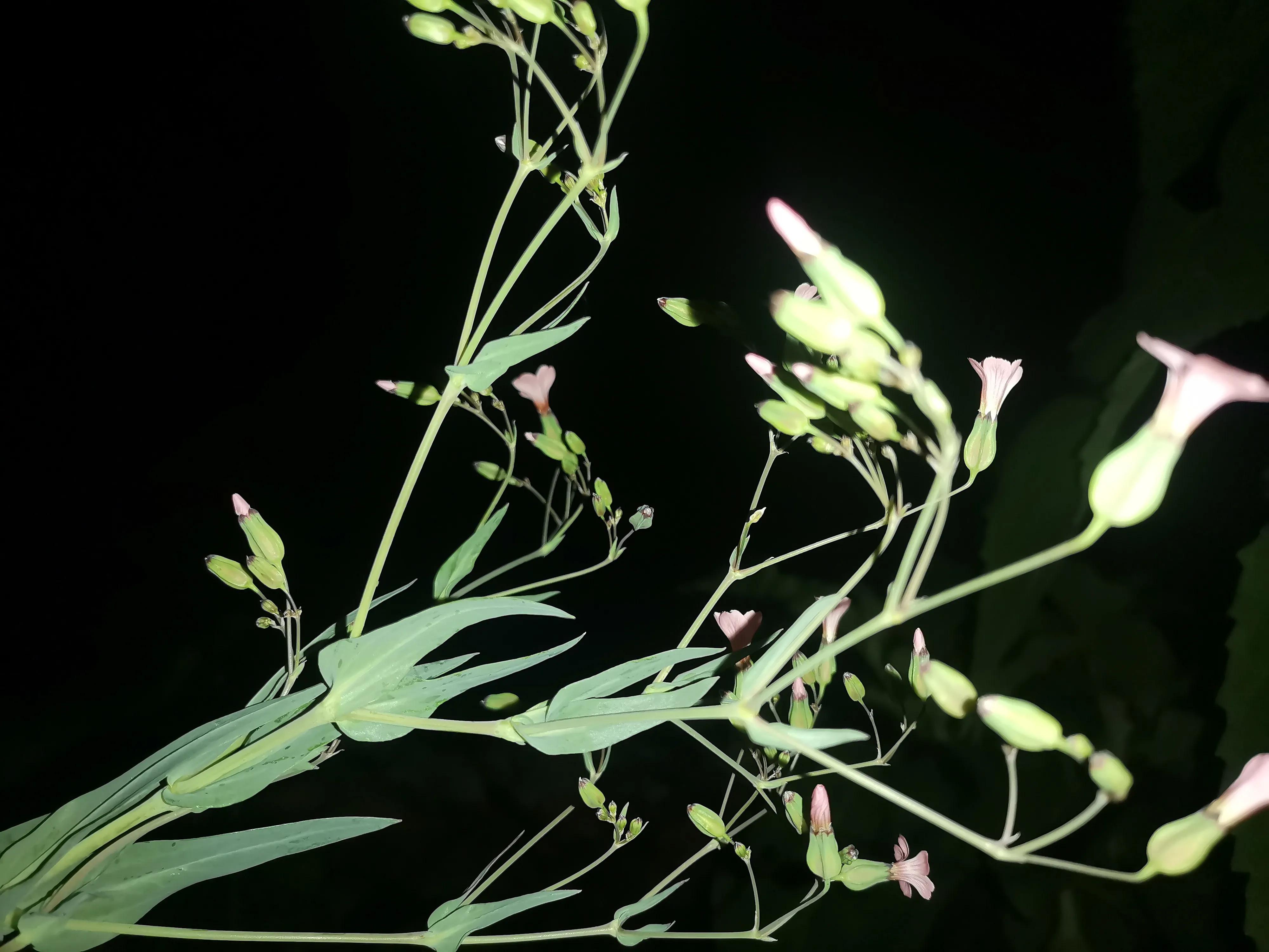 「古风」花染墨（336）金山寺