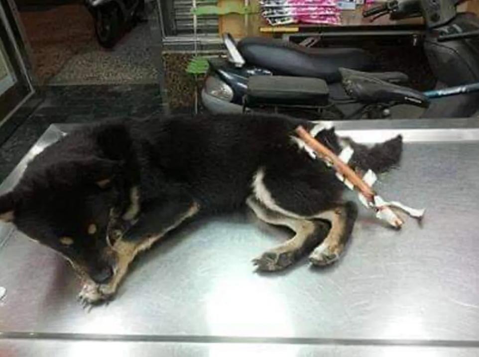 狗狗后部被插入“木棍”,还缠着大量胶带,被救后又遭遗弃