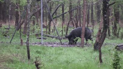 真正的狼灭：美国农场主一夜*击狙**45只郊狼，全套黑科技开挂了