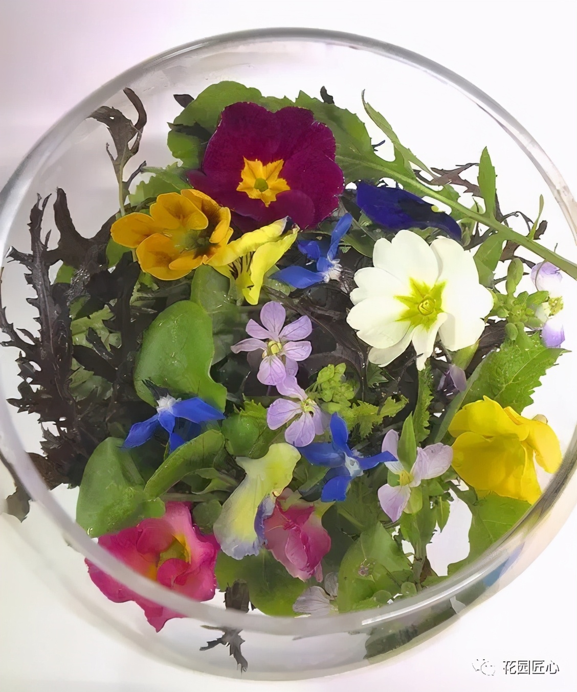 可以食用的花可制作的美食,100种可食用花的做法