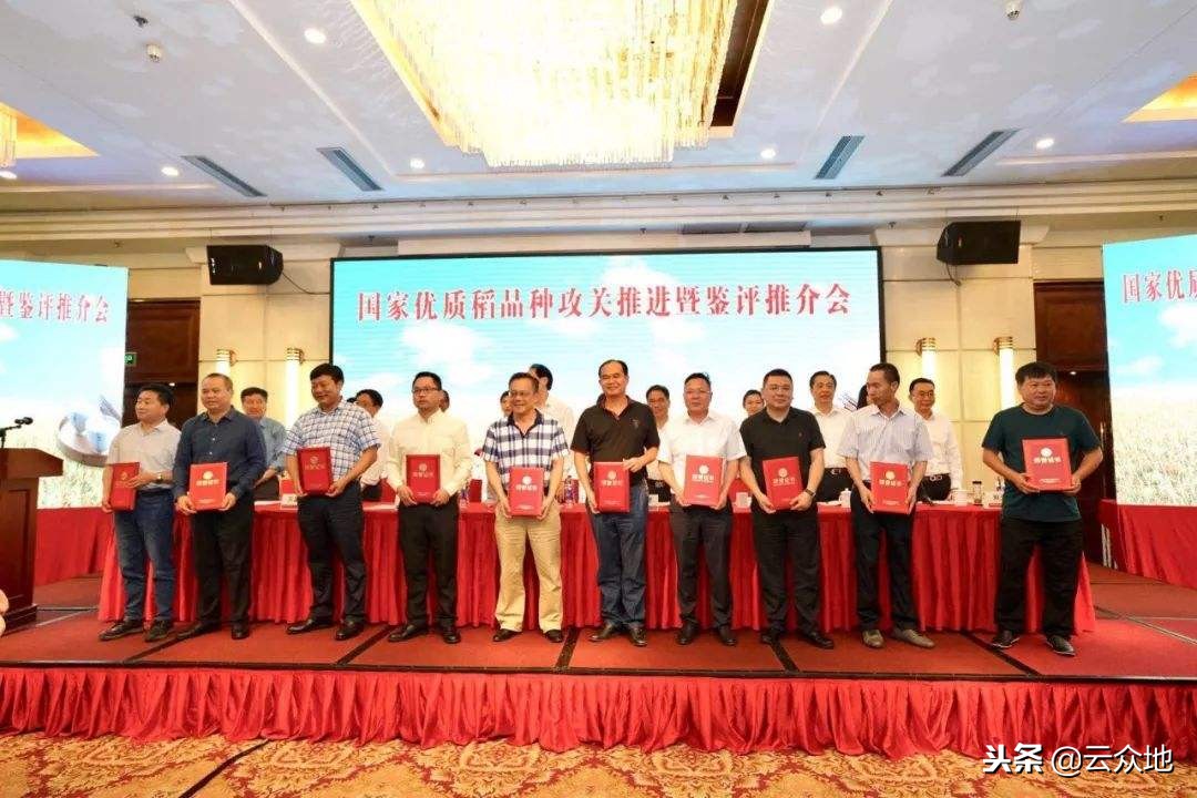 2019年什么稻种最好高产,2021年稻种都有什么新品种