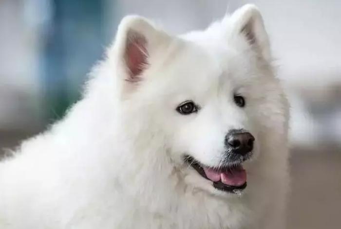 萨摩耶狗狗找领养,领养狗狗萨摩耶免费