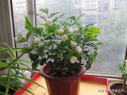 快死的发财树如何救活,如何拯救快死的发财树