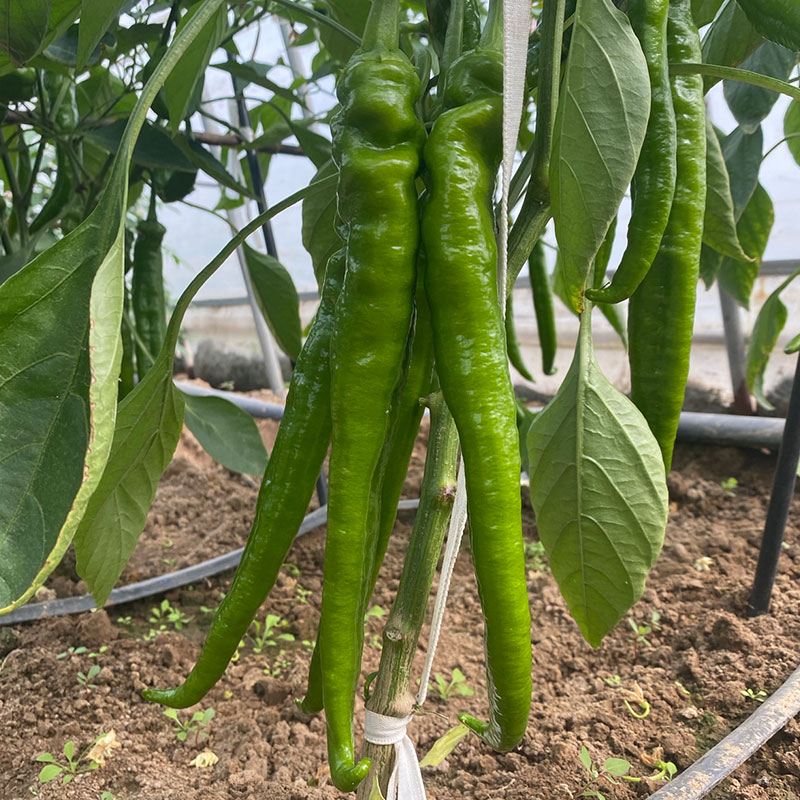 辣椒种植产量最高的省份,辣椒种植面积第一