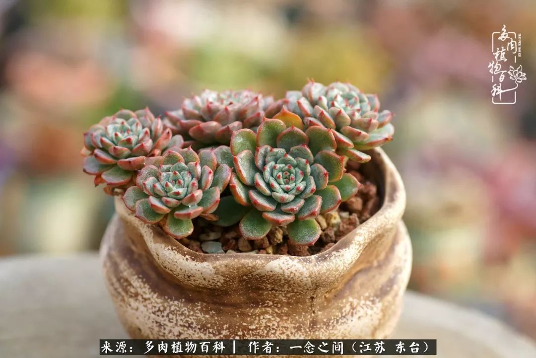 对多肉植物的爱心寄语,赏兰花感言