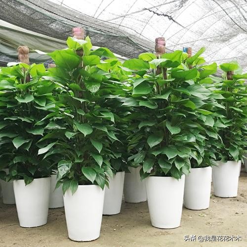 农村种植创业的项目小本生意,农村蔬菜大棚创业项目