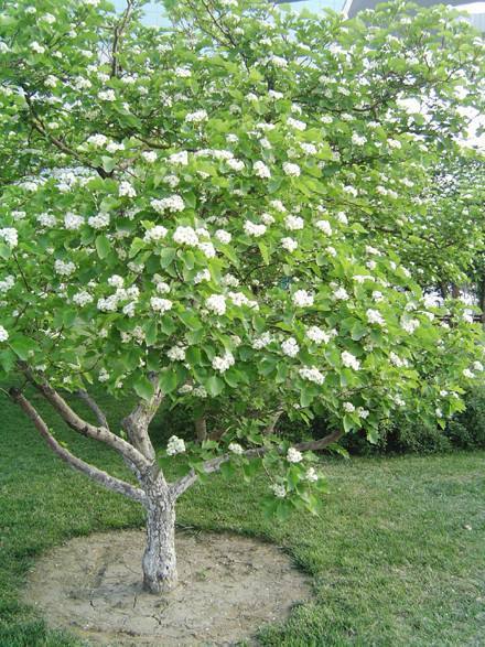 种满山的山楂树,庭院种植精品山楂树