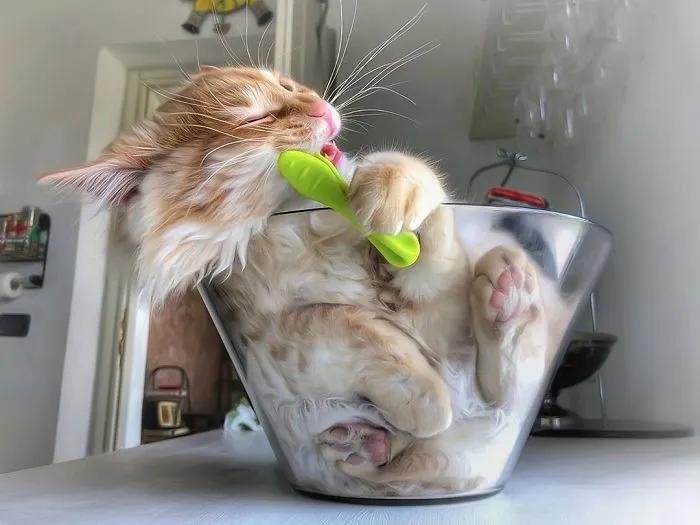 如果喵星人有自己的生活方式,喵星人的居家生活