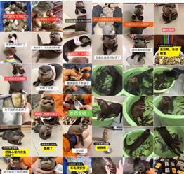 警惕！那些你刷上热门的萌宠视频，背后可能涉及野生动物非法交易