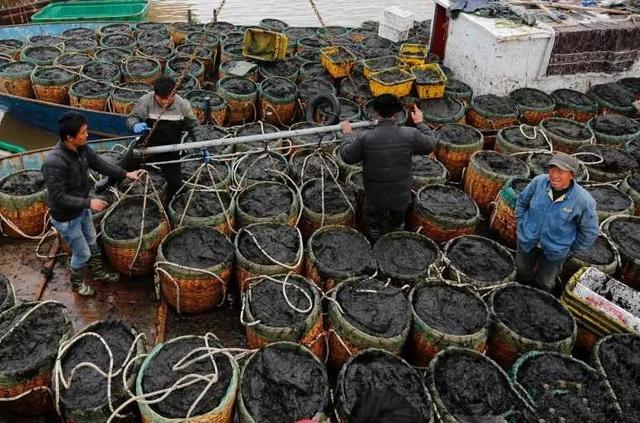 紫菜和海苔区别图解,海苔就是紫菜炒一下吗