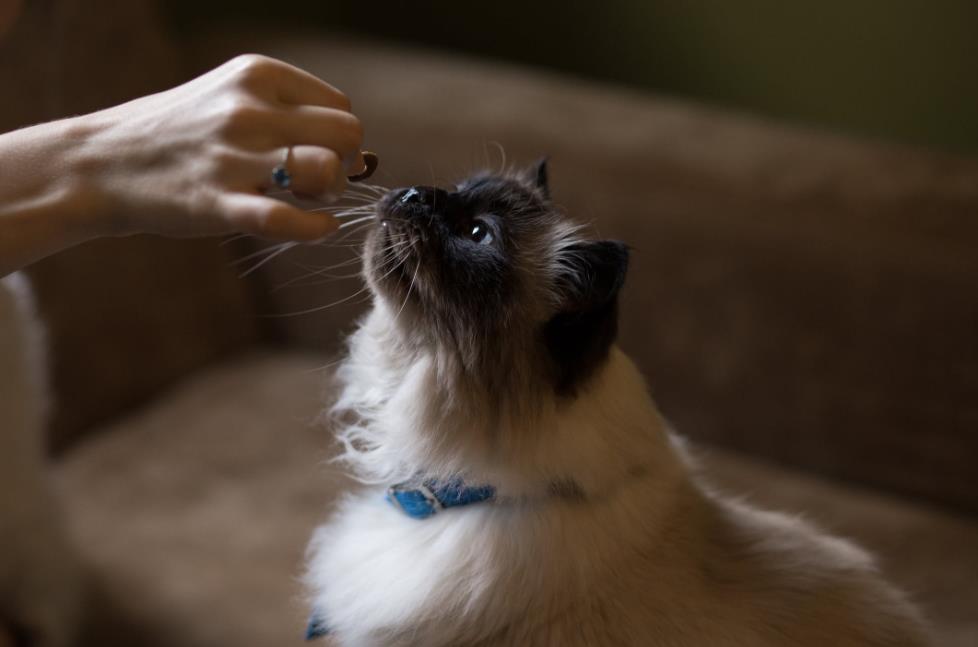 当猫咪患了绝症,当猫咪生病能有多依赖你