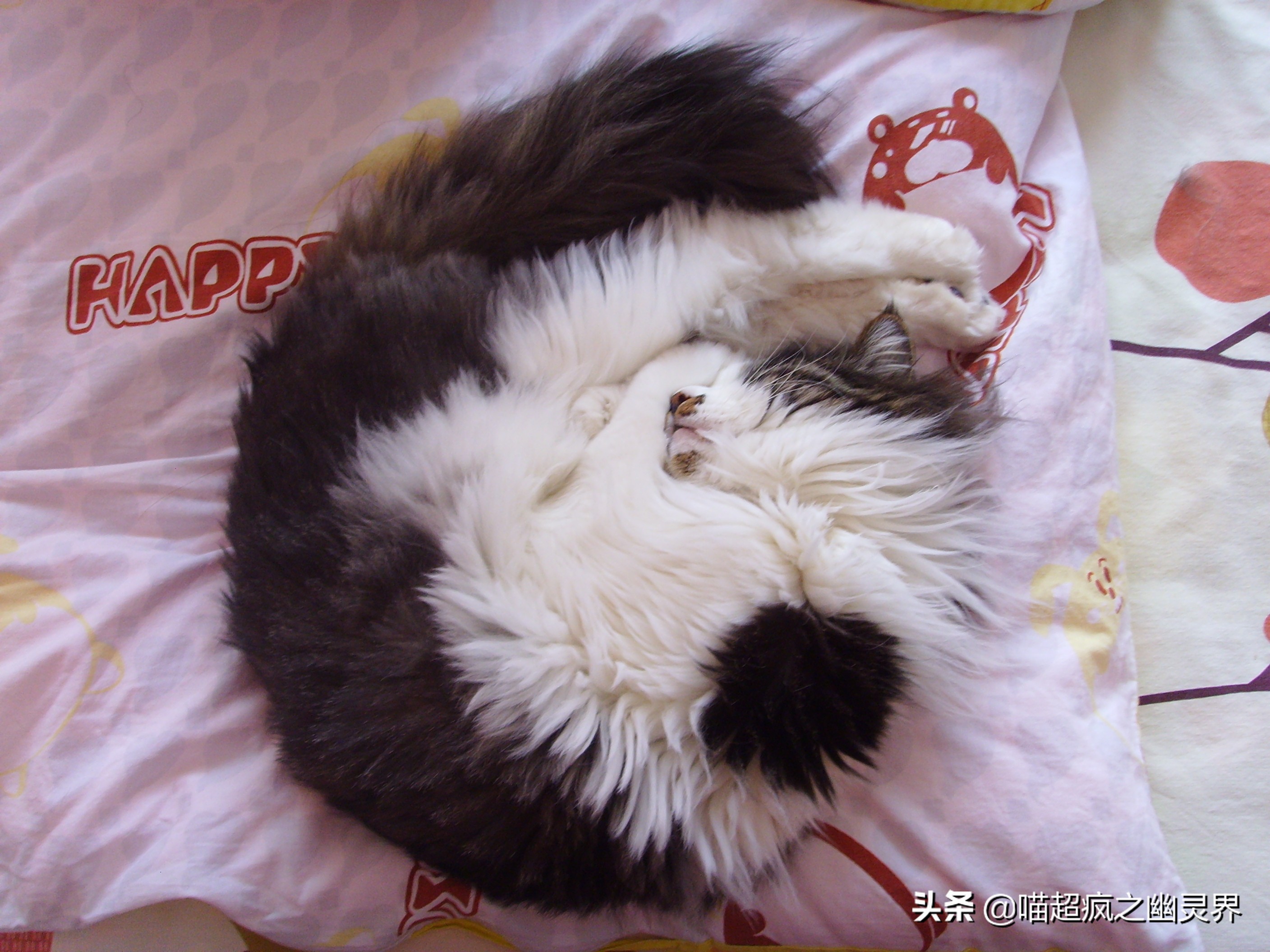 10岁的铲屎官和1岁的猫主子的日常,猫娃子的铲屎官