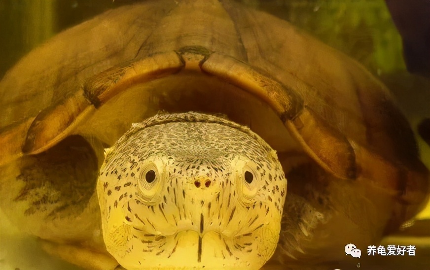 王者绿毛龟,最值得入手玩的龟