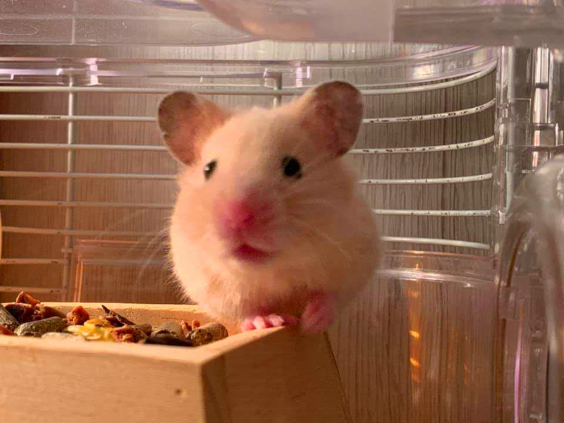 仓鼠外带笼放什么容器比较好,仓鼠笼子如何摆放东西呢