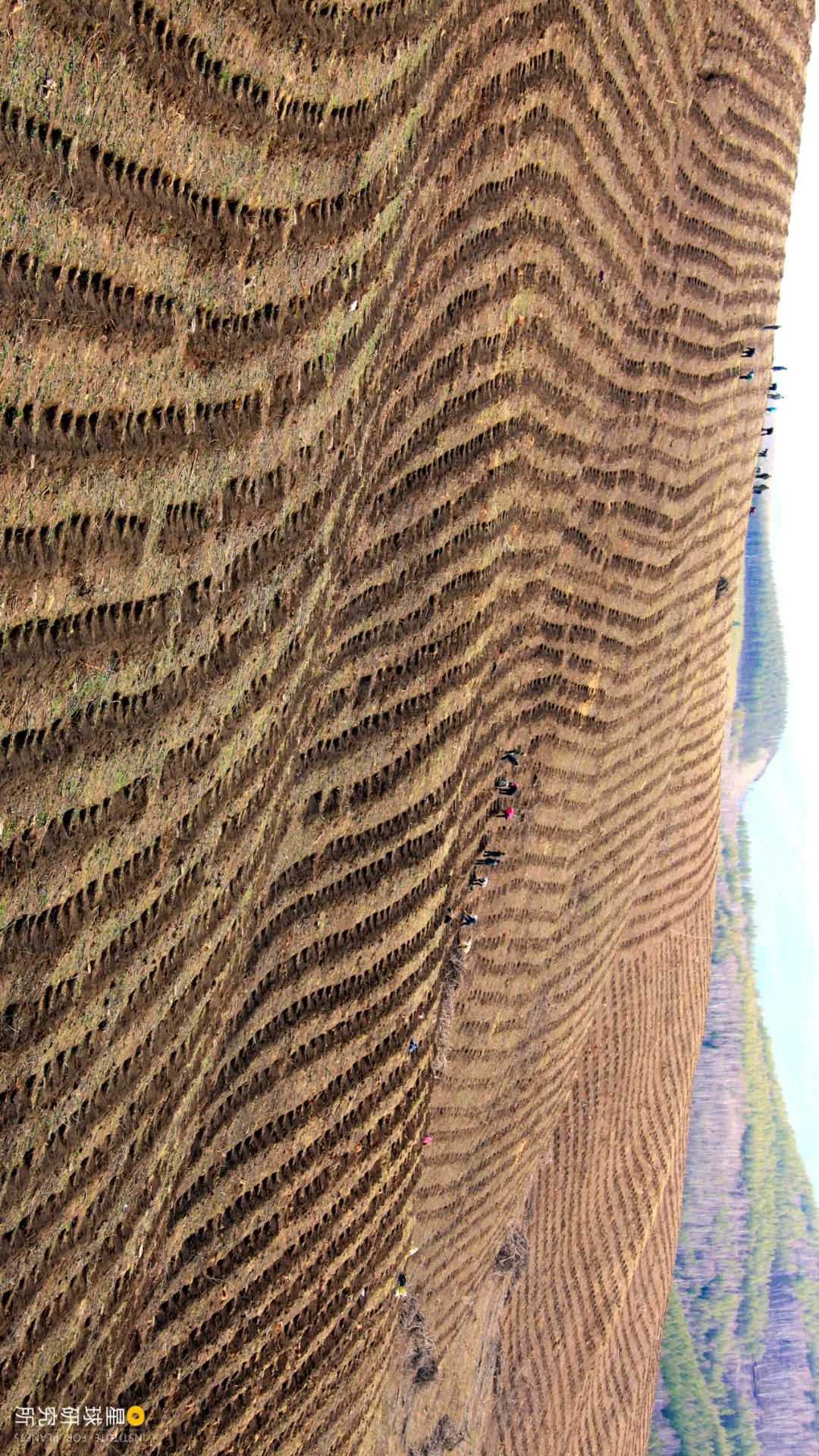 中国植树造林成果国外有什么看法,植树造林改造沙漠