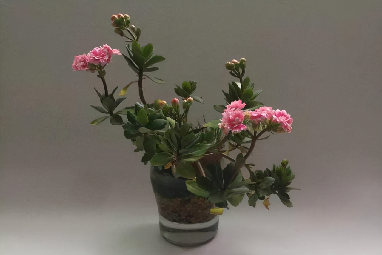 10月以后养什么花,这几种花省心省力养花新手看过来